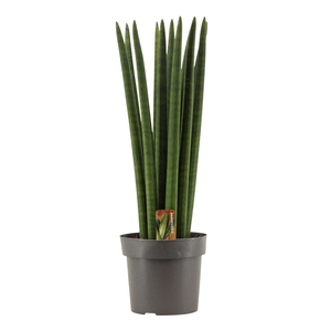 Sansevieria Cylindrica 17 cm Straight