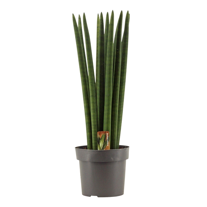 <h4>Sansevieria Cylindrica 17 cm Straight</h4>
