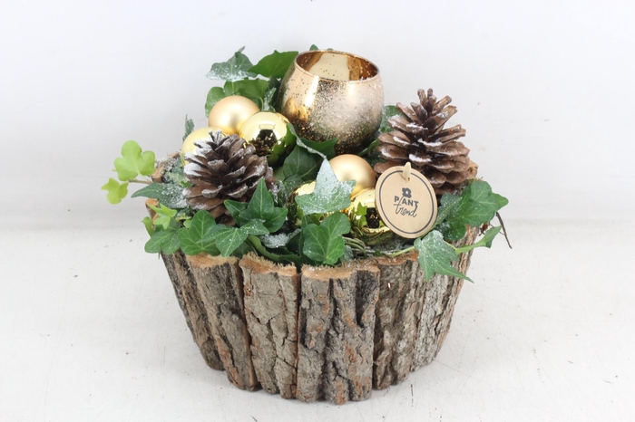 <h4>arr2 PL - Schors pot hedera Goud 1bolwax</h4>