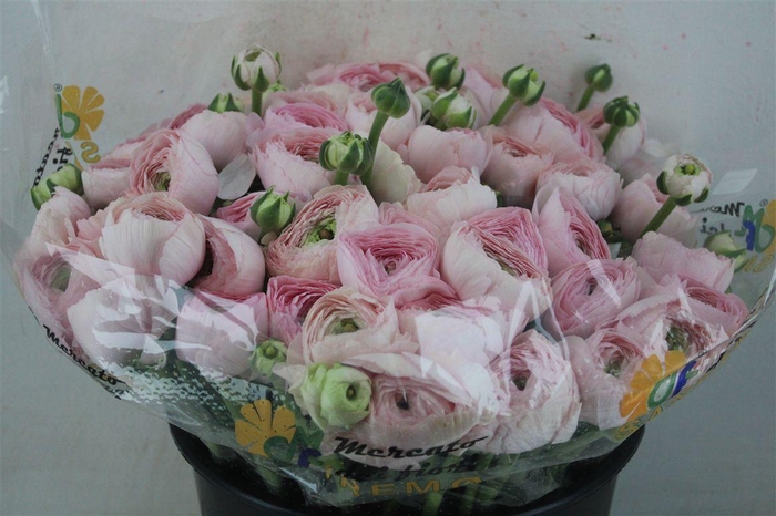 <h4>Ran Cloni Sup Favola</h4>