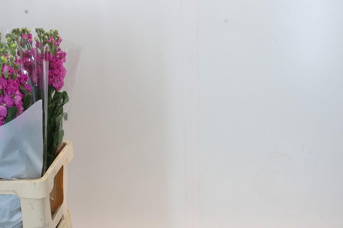 Matthiola Iron Hot Pink