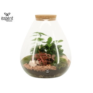 90806: Terrarium arrangement