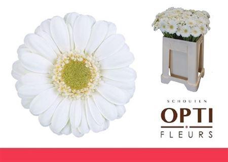 <h4>Ge Mi Albino</h4>