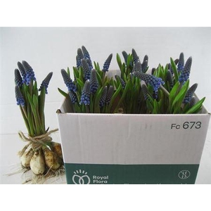 Muscari Ov