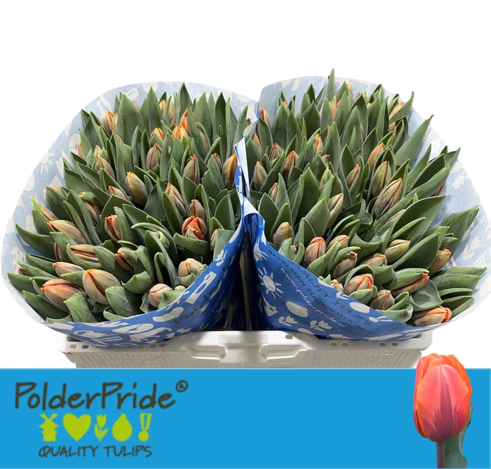 <h4>TU EN PRINSES IRENE</h4>