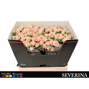 Severina
