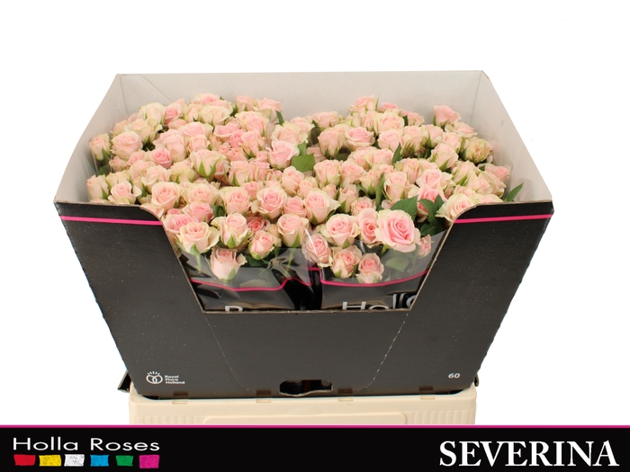Severina