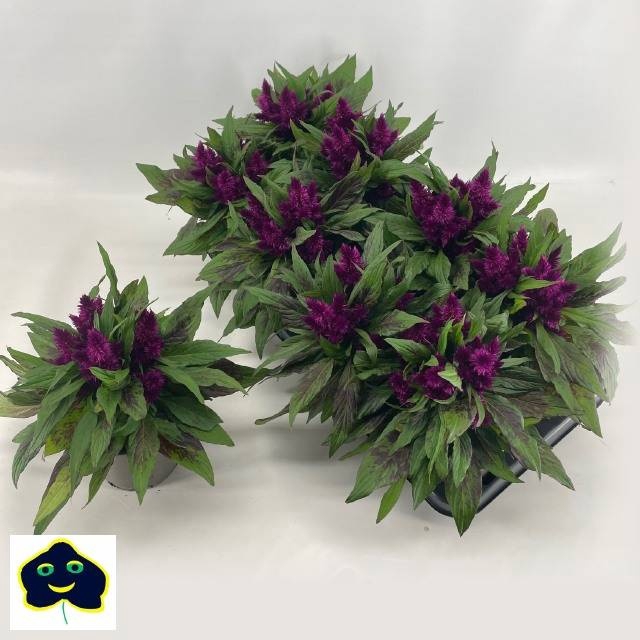 <h4>CEL INTENZ DARK PURP</h4>