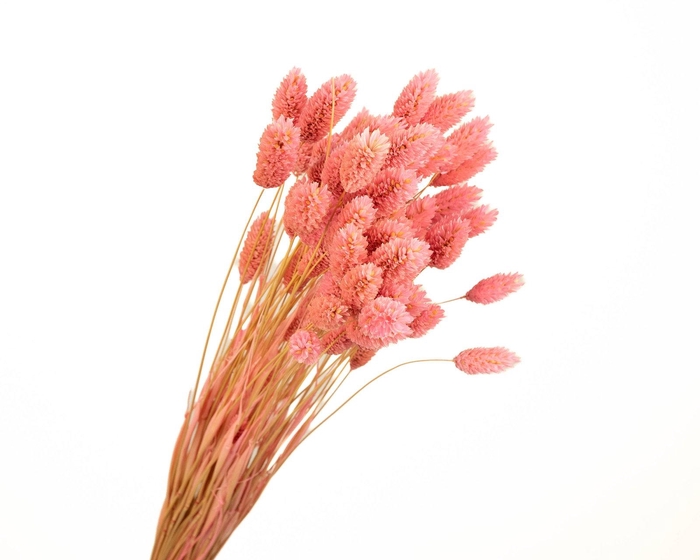 Phalaris Pink
