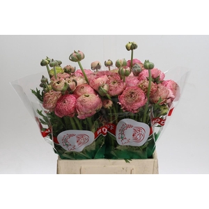 Ranunculus 'Aazur Antique Rose'