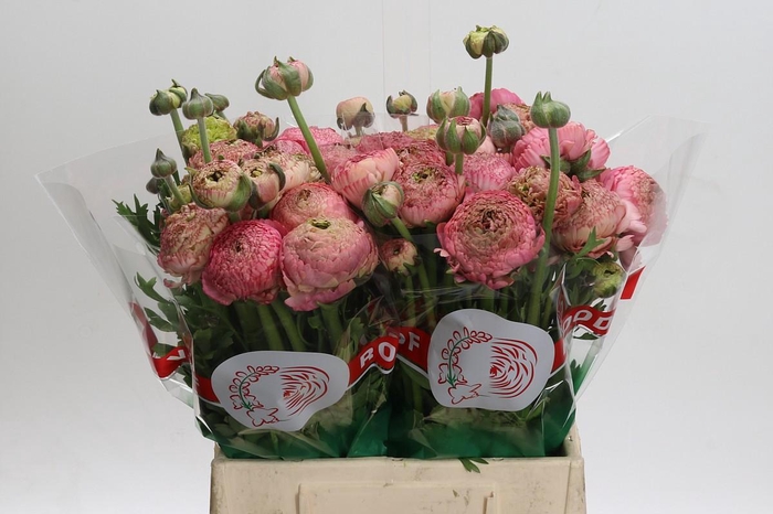 <h4>Ranunculus 'Aazur Antique Rose'</h4>