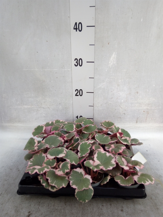 Saxifraga stol. 'Tricolor'