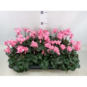 Cyclamen MD 'Victoria Salmon'