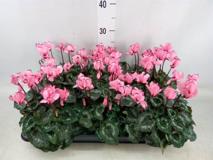 <h4>Cyclamen MD 'Victoria Salmon'</h4>