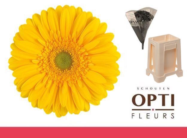 <h4>Gerbera Submarine Water / Hoes</h4>