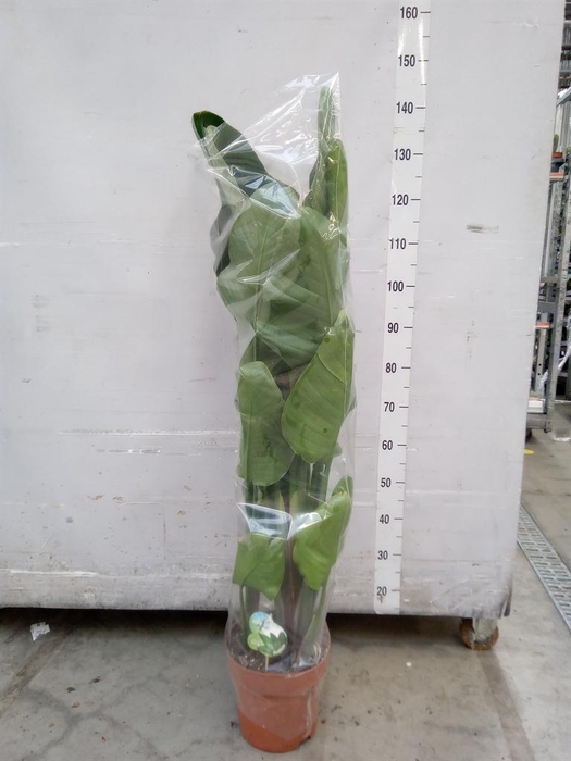 <h4>Strelitzia nicolai</h4>