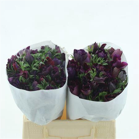 <h4>Anem Mistral Bordeaux Super</h4>