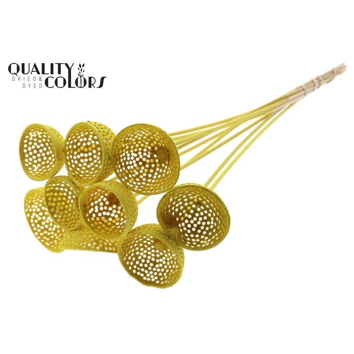 <h4>Bell Cup Jali on stem Intense Yellow</h4>