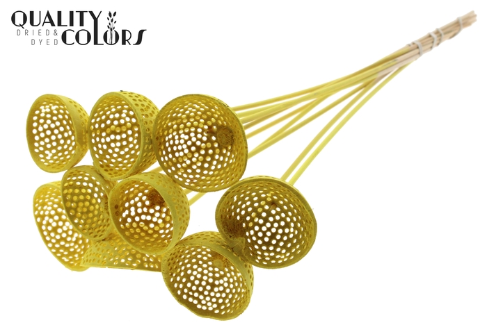 Bell Cup Jali on stem Intense Yellow