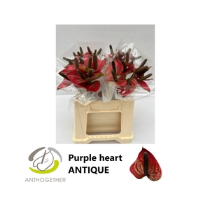 ANTH A PURPLE HEART ANTIEK 40 ANTIEK L3.5
