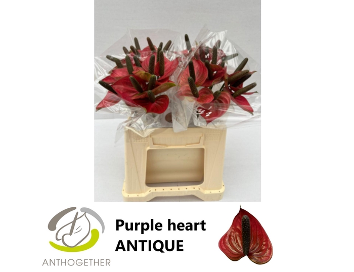 <h4>ANTH A PURPLE HEART</h4>