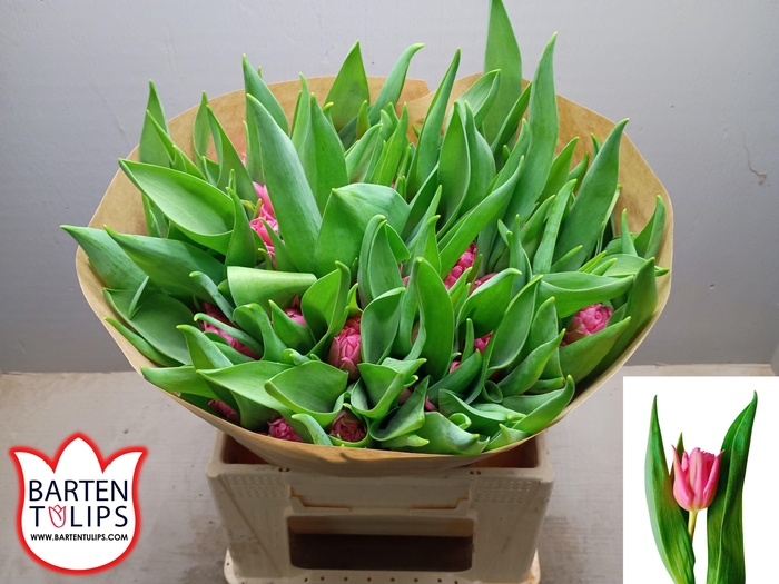 <h4>TU DU MAMA MIA</h4>