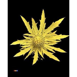 Eryngium Yellow