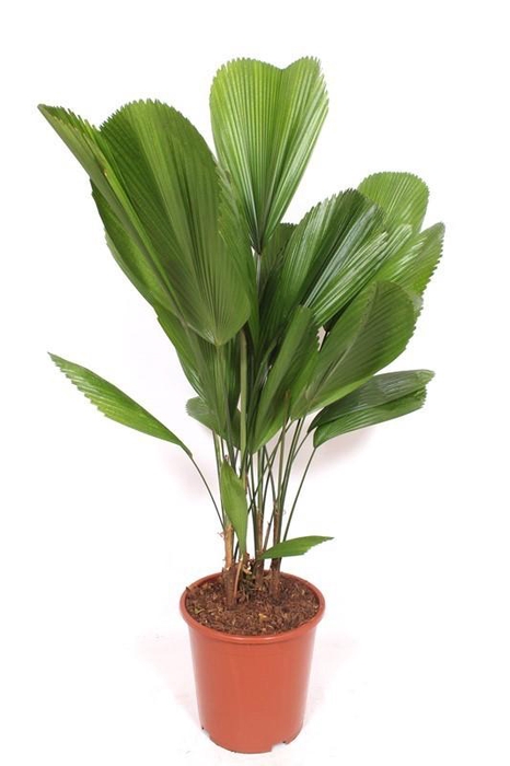 <h4>Licuala grandis</h4>