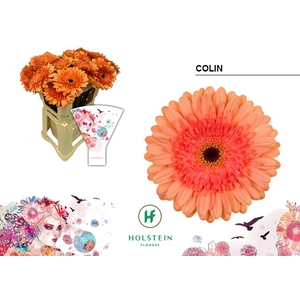 Gerbera Colin Water x40