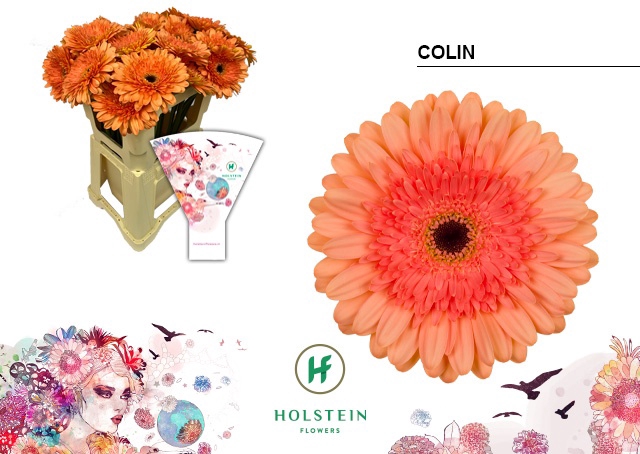 <h4>Gerbera Colin Water x40</h4>