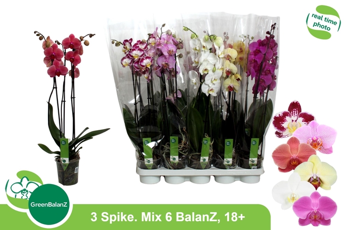 <h4>PHAL GEM 6 KL</h4>