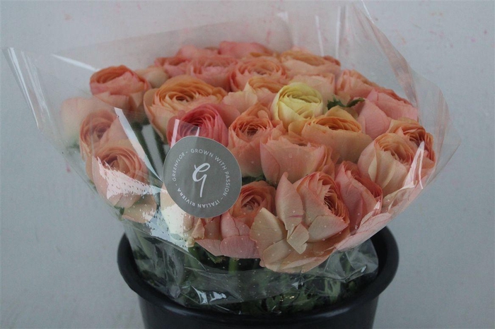 <h4>Ran Cloni Sup Champagne</h4>