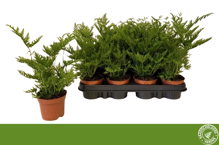 <h4>PTERIS STRAMINEA</h4>