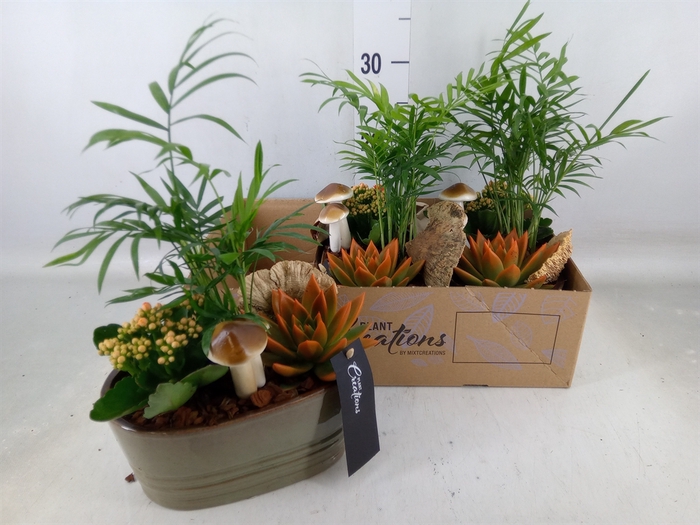 <h4>Arr.   Kamerplant Bloei H%</h4>