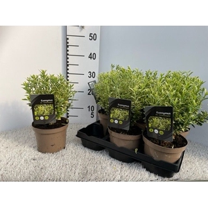 EUONYMUS JA M AUREOV
