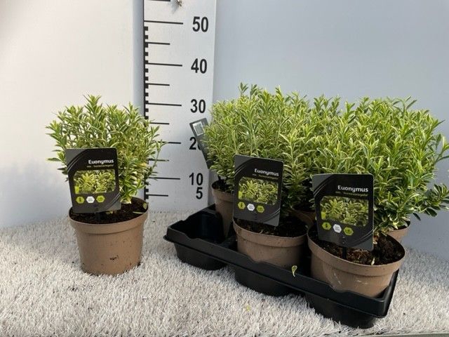 <h4>EUONYMUS JA M AUREOV</h4>