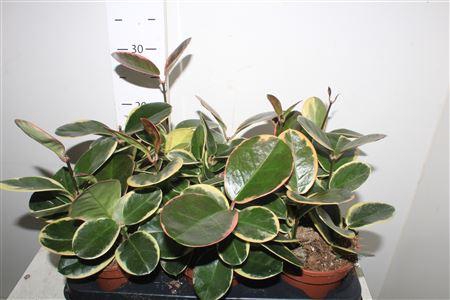 <h4>Hoya Aus Blondie</h4>