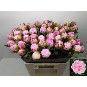 Paeo L Sara Bernhard