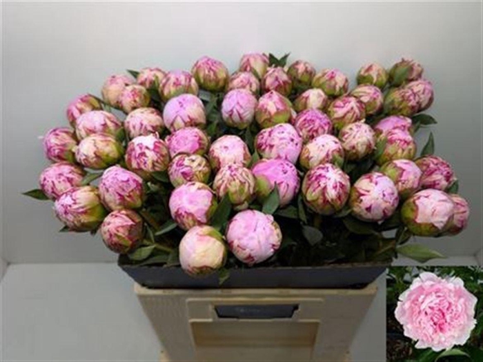 <h4>Paeo L Sara Bernhard</h4>