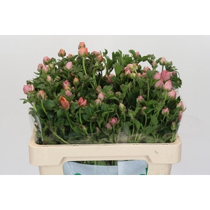 Ranunculus Magical Strawberry