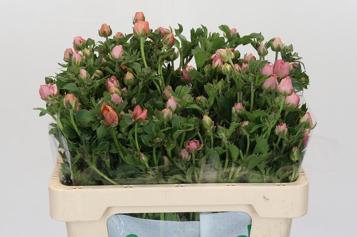 <h4>Ranunculus Magical Strawberry</h4>