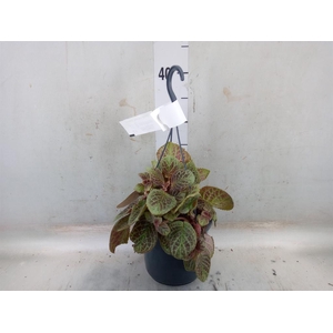 Episcia cupreata 'Shimmer'