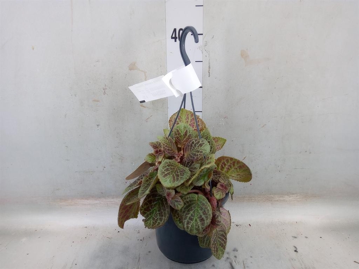 <h4>Episcia cupreata 'Shimmer'</h4>