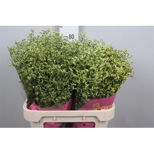 Lim Sin China Summer