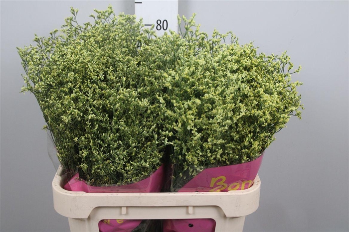 <h4>Lim Sin China Summer</h4>