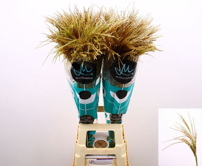 <h4>Miscanthus sinensis White Cloud</h4>