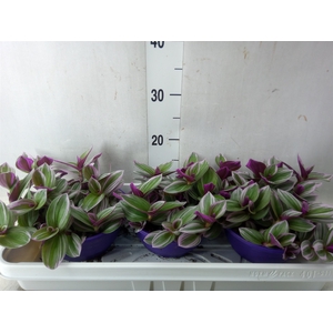 Tradescantia albif. 'Nanouk'
