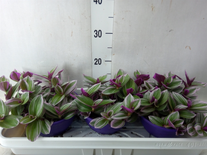 <h4>Tradescantia albif. 'Nanouk'</h4>