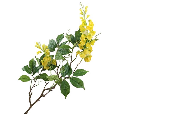 <h4>Wisteria Yellow</h4>