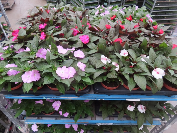 <h4>IMPAT NG MIXK 4 KL</h4>